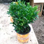 10″/3G Citrus Bush Orange Calamondin