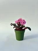 African Violet 4''