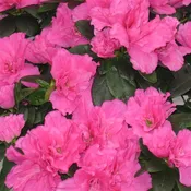 AZALEA – HOT PINK 6IN