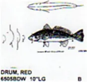 Red Drum Mouth Closed 10" Long  Color