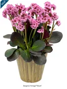 Bergenia x 'Vintage Blush'