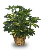 VARIEGATED DWARF SCHEFFLERA
