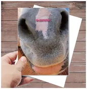 "Awww!" Birthday Card
