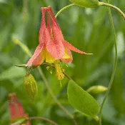 Aquilegia canadensis