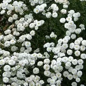 Achillea Yarrow Peter Cotton Tale - 8" Potted Perennial