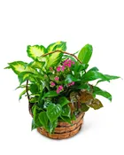 MEDIUM BLOOMING DISH GARDEN