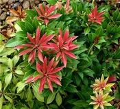 ANDROMEDA MOUNTAIN FIRE (3 Gallon) pieris japonica
