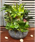 12" DISHGARDEN