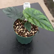 Alocasia sinuata