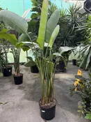 Bird of Paradise 14"