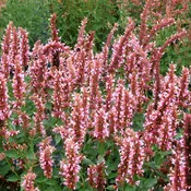 Agastache ‘Cotton Candy’