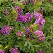 Alfalfa – Ladak