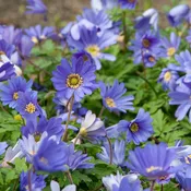 Anemone Blue Shades (25 bulbs) — Hidden Springs Peony Farm