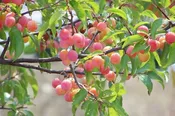 Chickasaw Plum Trees – Shipping Fall 2026
