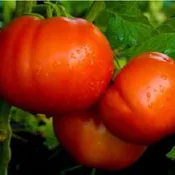 Beefmaster Tomato Plants | Two Live Plants | Non-GMO | Extra-Large Beefsteak Tomato, Meaty Slices, Perfect for Sandwiches & Burgers