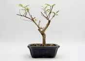 Crepe Myrtle (White Flowers) in a Glazed Pot