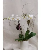 6" DOUBLE STEM ORCHID IN CERAMIC