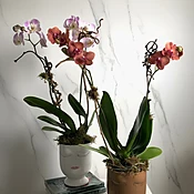 Bi-Color Potted Orchid