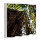 Aaron Matheson | Tall Trees Looking Upwards Nature Forest Photography Wall Art