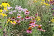 Birds & Bees Native Wildflower Mix