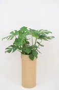 Monstera Split Leaf