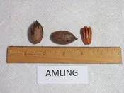 Amling Pecan