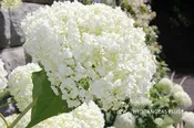 Hydrangea Arborescens Incrediball®