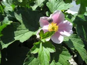 Anemone 'SEPTEMBER CHARM' - 1 Gallon