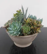 Succulents