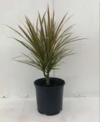 10" Dracaena Bicolor