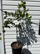 3 Gallon Kaffir Lime
