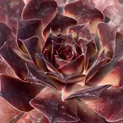 Chick Charms® Choco-Latte™ Hens & Chicks (Sempervivum)