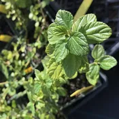 Ceanothus griseus horizontalis 'Yankee Point' (1 qt) | Yankee Point Ceanothus (1 qt)
