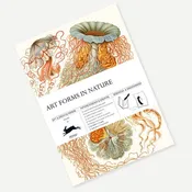 Gift & Creative Paper Book from The Pepin Press in Art Forms Nature