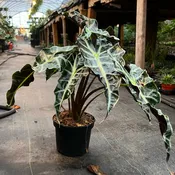 Alocasia Polly
