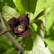 Asimina triloba<br>Pawpaw