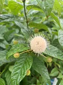 Cephalanthus occ. ‘Sugar Shack’- Buttonbush