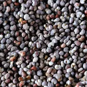 Essential Pantry Organic Blue Poppy Seeds