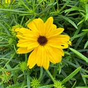 'Autumn Gold' Narrow-Leaved Sunflower (Helianthus)