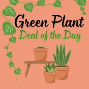 Green Plant - Deal of the Day