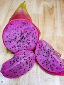 9-S Dragon Fruit Cactus (hylocereus polyrhizus)