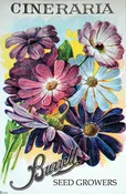 African Daisy