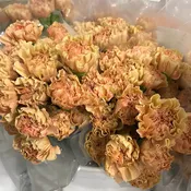 Beige/Taupe Specialty Honey Vintage Carnations