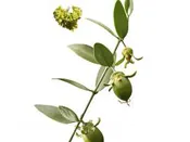 Essential Oil ~ Jojoba (Regular)