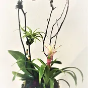 Orchid Bowl
