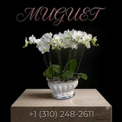 Four Double Stem Mini white Phalaenopsis Orchids | In Ceramic Item # 1798