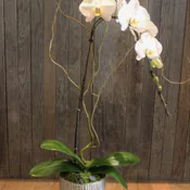 Single Phalaenopsis