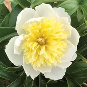 Honey Gold Peony Bare Root