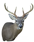 8500 - 6.25