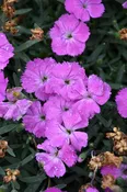 ‘Paint The Town Fuchsia’ Dianthus